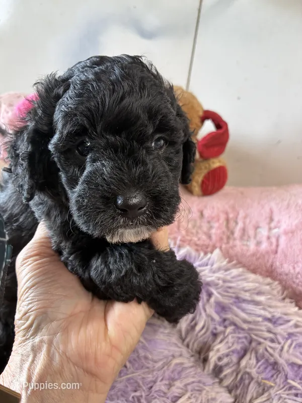 Toby – Shihpoo puppy for sale in Concordia, KS