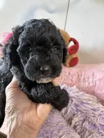 Timmy, a male Shihpoo for sale in Concordia, KS – 1 of 6
