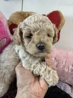 Butterball , a male Shihpoo for sale in Concordia, KS – 5 of 8