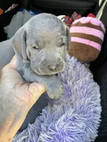 AKC Silver , a female Shihpoo for sale in Concordia, KS – 1 of 4