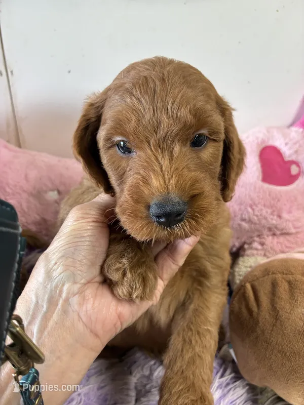 Archie – Goldendoodle puppy for sale in Concordia, KS