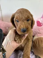 Archie, a male Goldendoodle for sale in Concordia, KS – 1 of 6