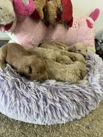Archie , a male Goldendoodle for sale in Concordia, KS – 6 of 6