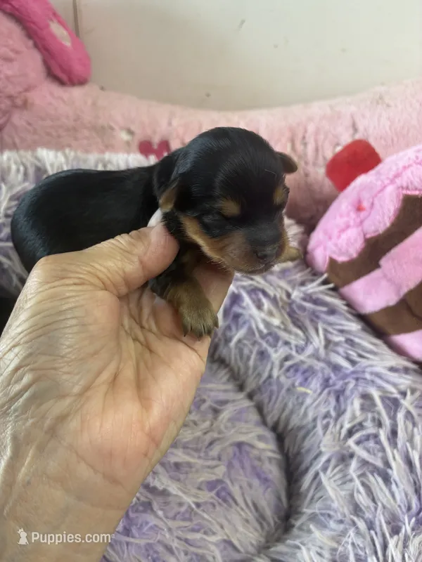 Ariel – Yorkipoo puppy for sale in Concordia, KS