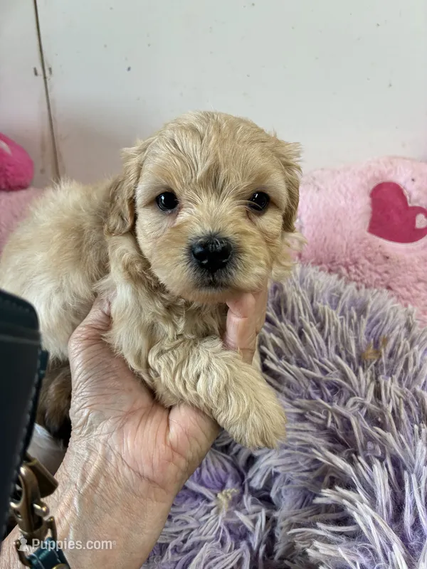 Benjy – Shihpoo, Shorkie puppy for sale in Concordia, KS