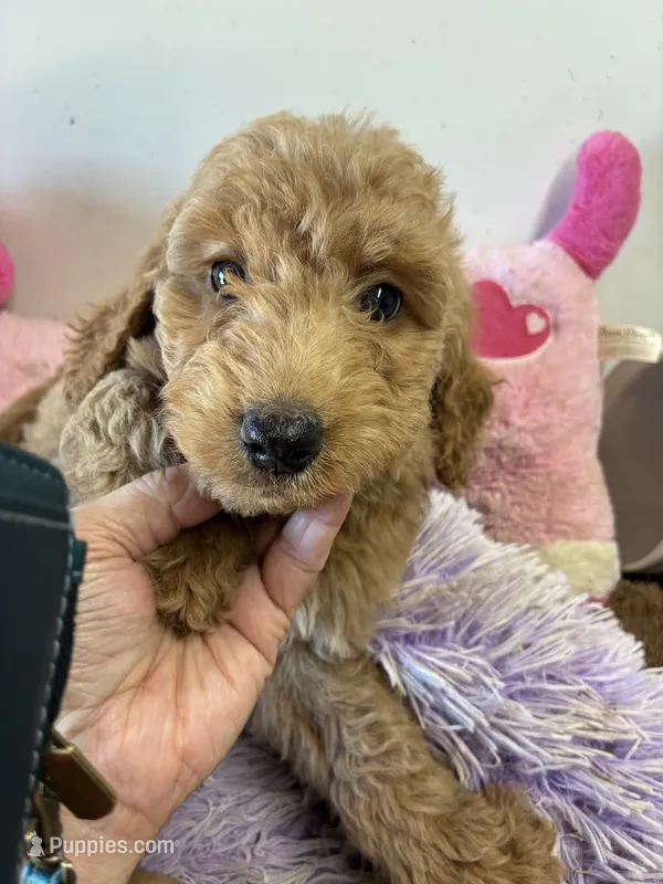 Paris – Goldendoodle puppy for sale in Concordia, KS