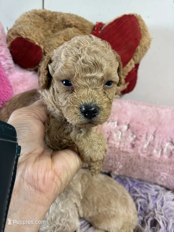 Pepe – Peekapoo puppy for sale in Concordia, KS