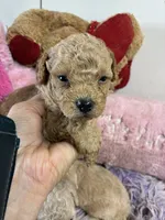 Rusty, a male Peekapoo for sale in Concordia, KS – 1 of 5