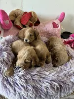 Maverick , a male Goldendoodle for sale in Concordia, KS – 5 of 6