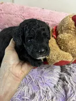 Koko, a male Shihpoo for sale in Concordia, KS – 8 of 8