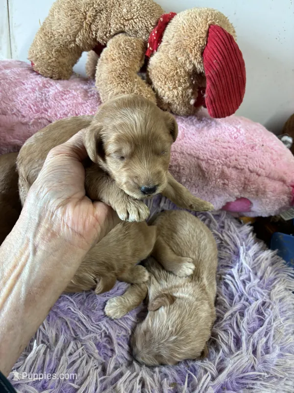 Opie – Goldendoodle puppy for sale in Concordia, KS