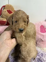 Ruby, a female Goldendoodle for sale in Concordia, KS – 4 of 7