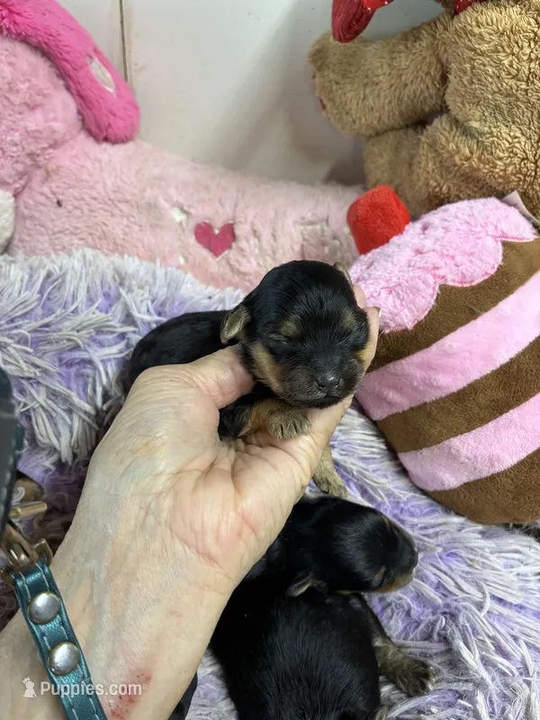 Ariel – Yorkipoo puppy for sale in Concordia, KS