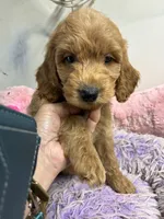 Ozzie , a male Goldendoodle for sale in Concordia, KS – 4 of 5