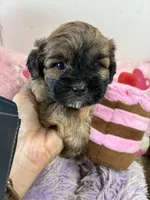 Snickerdoodle , a male Shihpoo for sale in Concordia, KS – 4 of 7