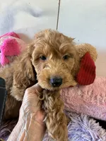 Archie, a male Goldendoodle for sale in Concordia, KS – 3 of 5