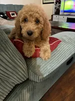 Nellie , a female Goldendoodle for sale in Concordia, KS – 3 of 3