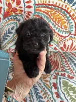Bella, a female Yorkipoo for sale in Concordia, KS – 3 of 8