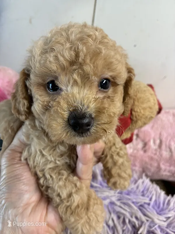 Rusty – Peekapoo puppy for sale in Concordia, KS