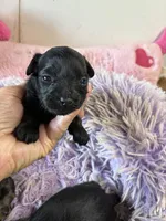 Ariel, a female Yorkipoo for sale in Concordia, KS – 2 of 3