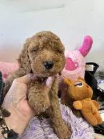 Sheyanne, a female Goldendoodle for sale in Concordia, KS – 3 of 4