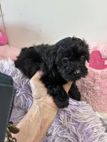 Bella, a female Yorkipoo for sale in Concordia, KS – 6 of 8