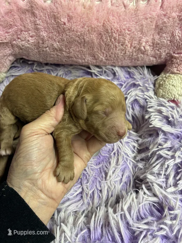 Syndey – Goldendoodle puppy for sale in Concordia, KS