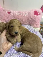 Vivian, a female Goldendoodle for sale in Concordia, KS – 5 of 8