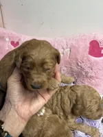 Vivian, a female Goldendoodle for sale in Concordia, KS – 6 of 8