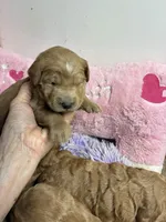 Vivian, a female Goldendoodle for sale in Concordia, KS – 3 of 8