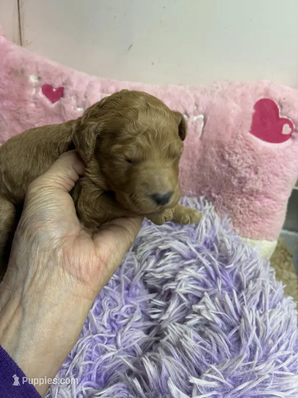Syndey – Goldendoodle puppy for sale in Concordia, KS