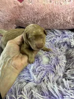 Syndey, a female Goldendoodle for sale in Concordia, KS – Photo 2 of 5