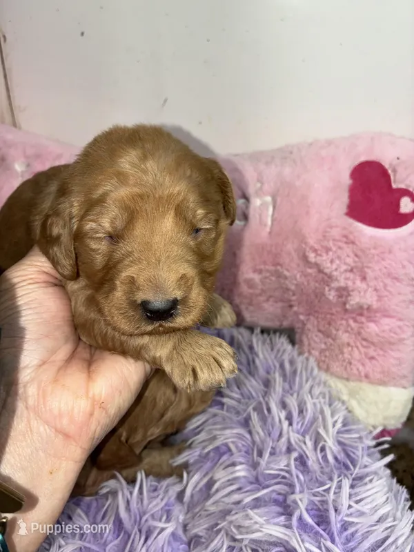 Syndey – Goldendoodle puppy for sale in Concordia, KS
