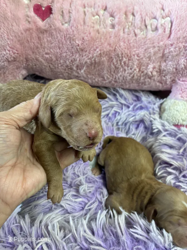 Syndey – Goldendoodle puppy for sale in Concordia, KS