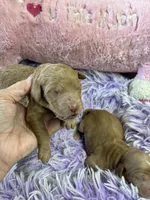 Syndey, a female Goldendoodle for sale in Concordia, KS – Photo 1 of 5
