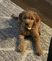 Syndey, a female Goldendoodle for sale in Concordia, KS – Photo 3 of 5