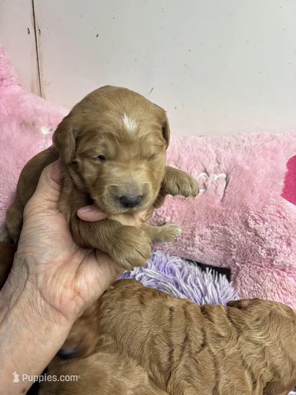 Vivian – Goldendoodle puppy for sale in Concordia, KS