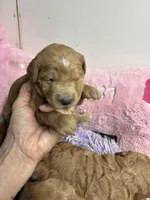 Vivian, a female Goldendoodle for sale in Concordia, KS – 1 of 8