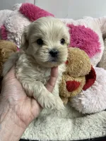 Butterball, a male Shihpoo for sale in Concordia, KS – Photo 4 of 9