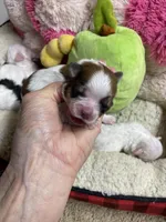 Butterball, a male Shihpoo for sale in Concordia, KS – Photo 7 of 9