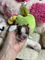 Butterball, a male Shihpoo for sale in Concordia, KS – Photo 8 of 9
