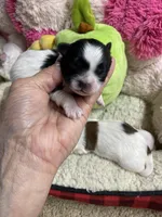 Butterball, a male Shihpoo for sale in Concordia, KS – Photo 9 of 9
