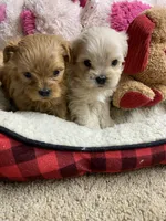 Butterball, a male Shihpoo for sale in Concordia, KS – Photo 1 of 9