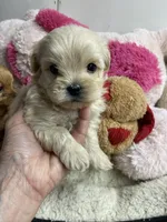 Butterball, a male Shihpoo for sale in Concordia, KS – Photo 2 of 9