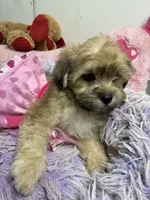 Sophie , a female Shihpoo for sale in Concordia, KS – 5 of 7