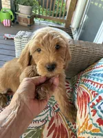 Sweet Summer , a female Goldendoodle for sale in Concordia, KS – 4 of 5