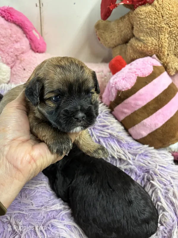 Muffin  – Shihpoo puppy for sale in Concordia, KS