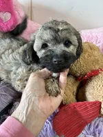 Ready to go Beau, a male Shihpoo and Shorkie for sale in Concordia, KS – 2 of 6