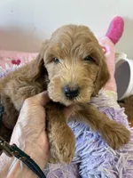 Ready to go Beau , a male Goldendoodle for sale in Concordia, KS – 3 of 4