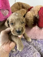 Archie , a male Goldendoodle for sale in Concordia, KS – 3 of 6